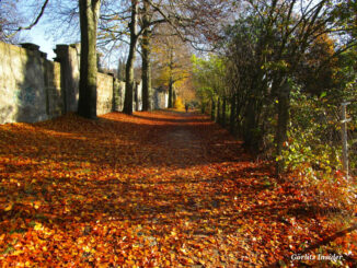Herbst-Koenigshufen-Goerlitz