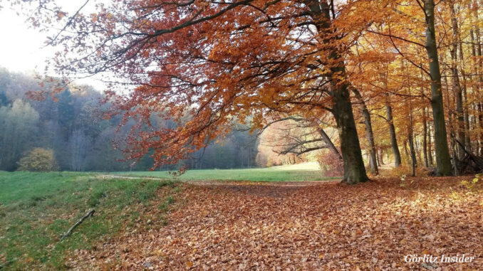 Herbst-Loenscher-Park-Goerlitz-grosse-Wiese Herbst-Loenscher-Park-Goerlitz-grosse-Wiese