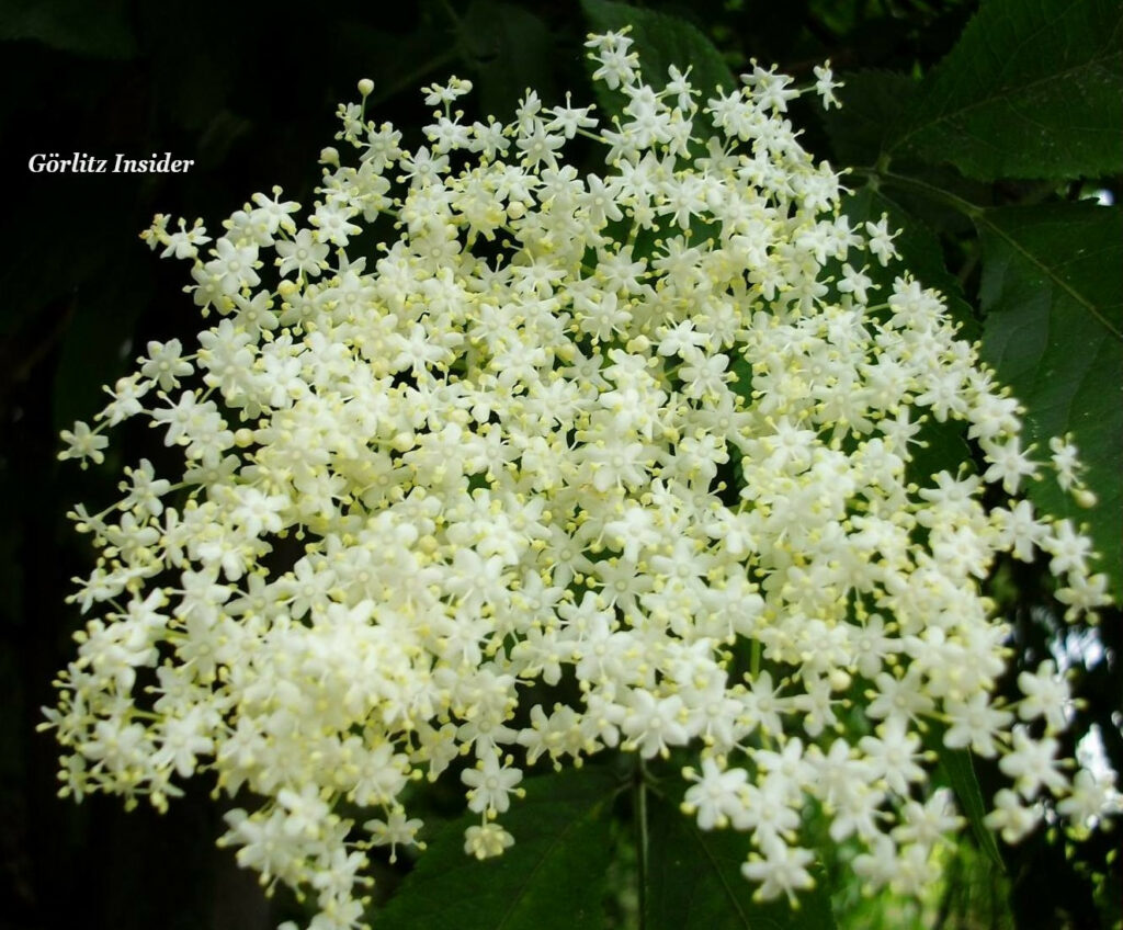 Holunderblüten in Görlitz