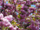 Japanische Kirschblüte Weinhübel Görlitz
