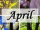 April Blüten