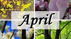 April Blüten
