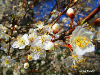 Mirabellen Blüte Görlitz