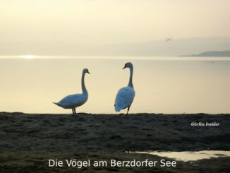 Vögel am Berzdorfer See