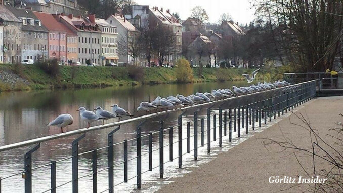 Möwen an der Uferstraße