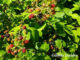 Brombeeren in Görlitz