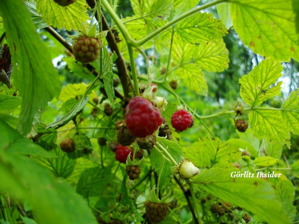 Himbeeren in Görlitz