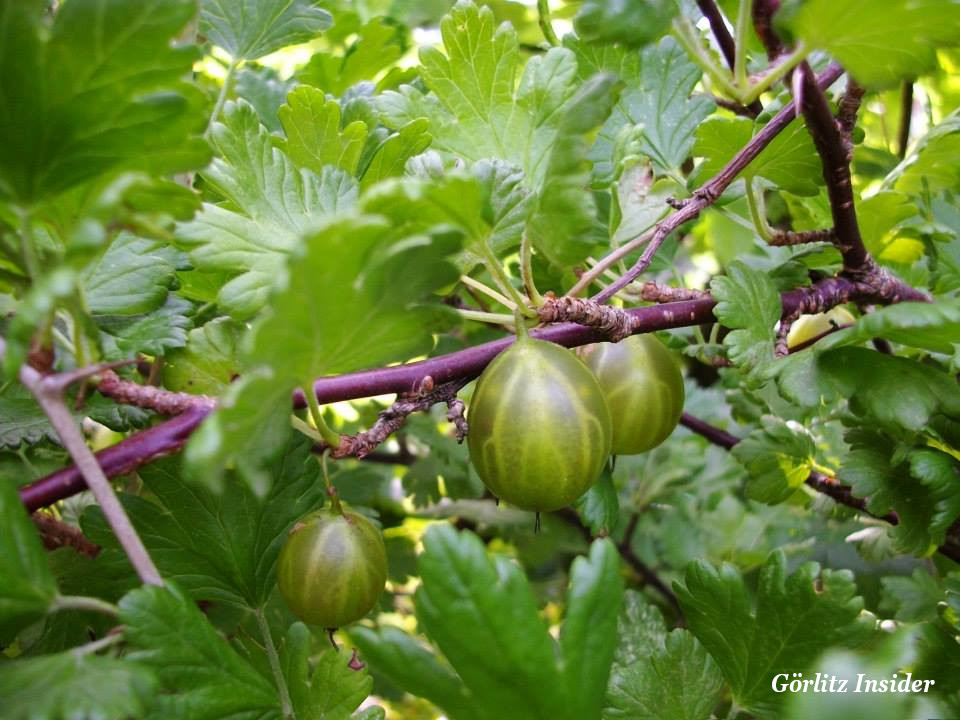 Stachelbeeren in Görlitz