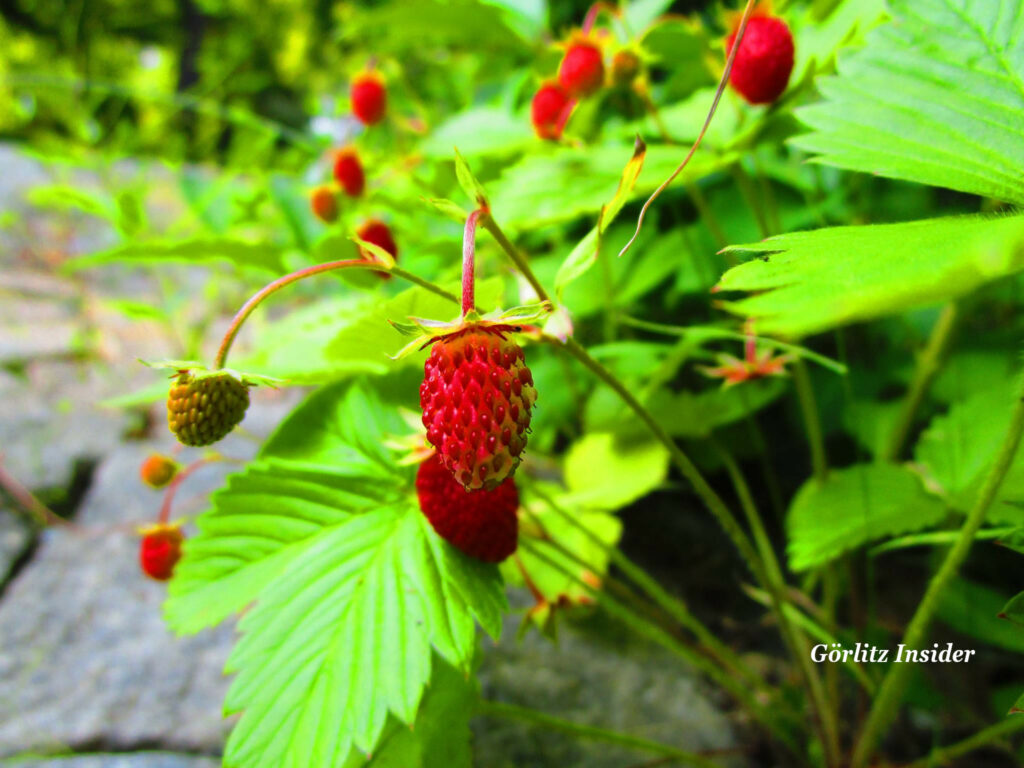 Walderdbeeren in Görlitz