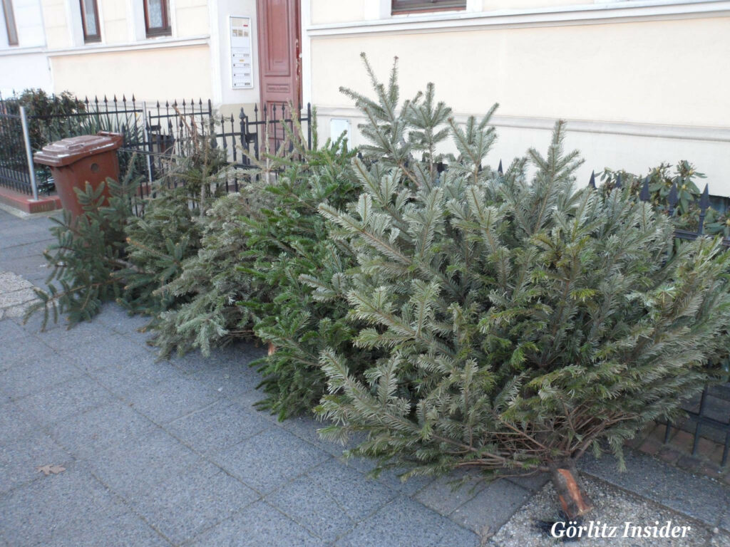 weihnachtsbaum entsorgung januar goerlitz