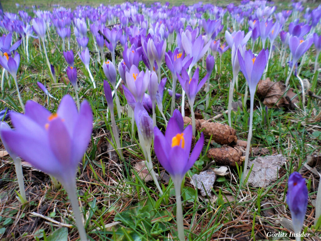 Krokusse-Weinhuebel-Goerlitz