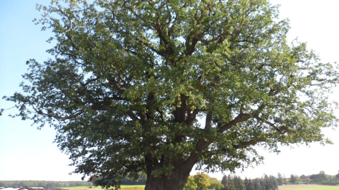 1000-jaehrige-Eiche-Rosenbach 1000-jaehrige-Eiche-Rosenbach