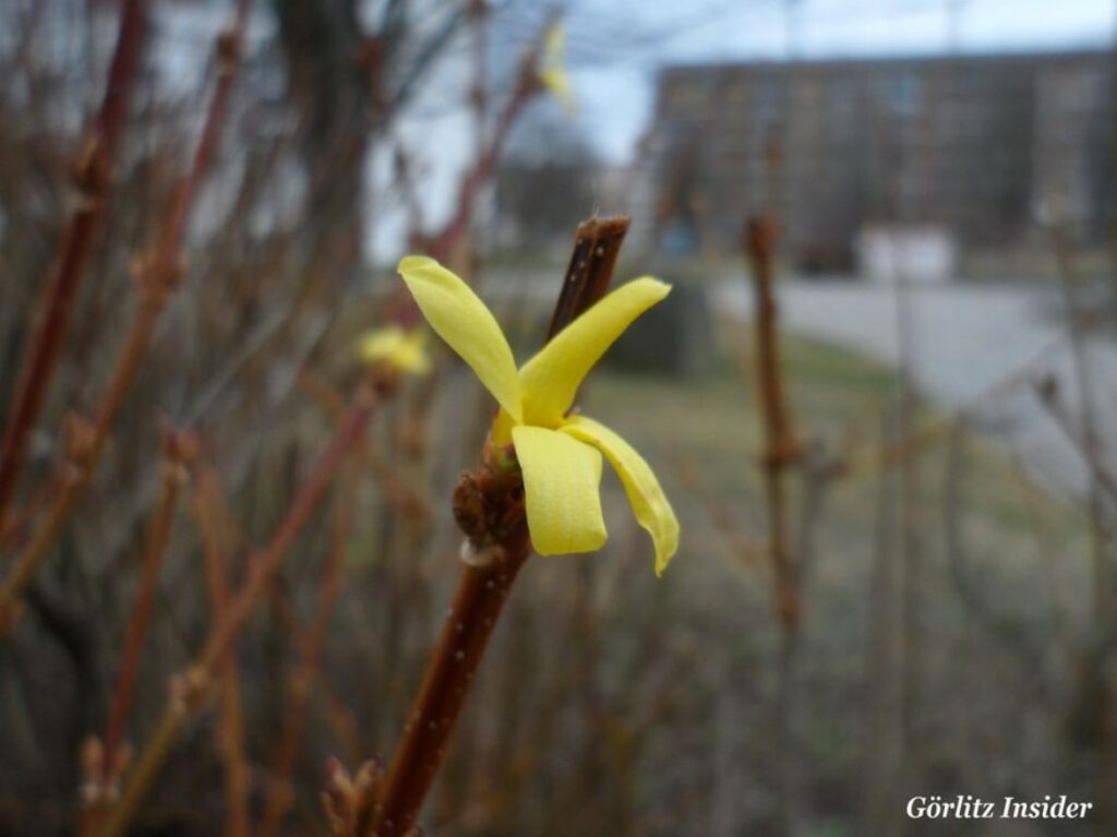 orsythie Königshufen 2.2.2020