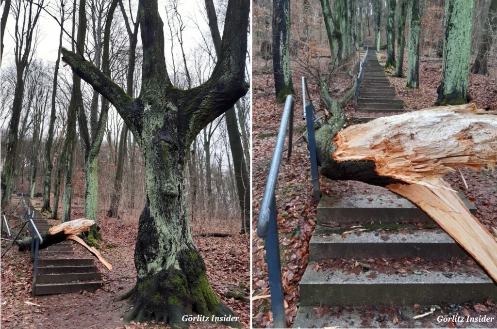 Sturmschaden-Ast-Waechterlinde-Treppe-Landeskrone-Goerlitz