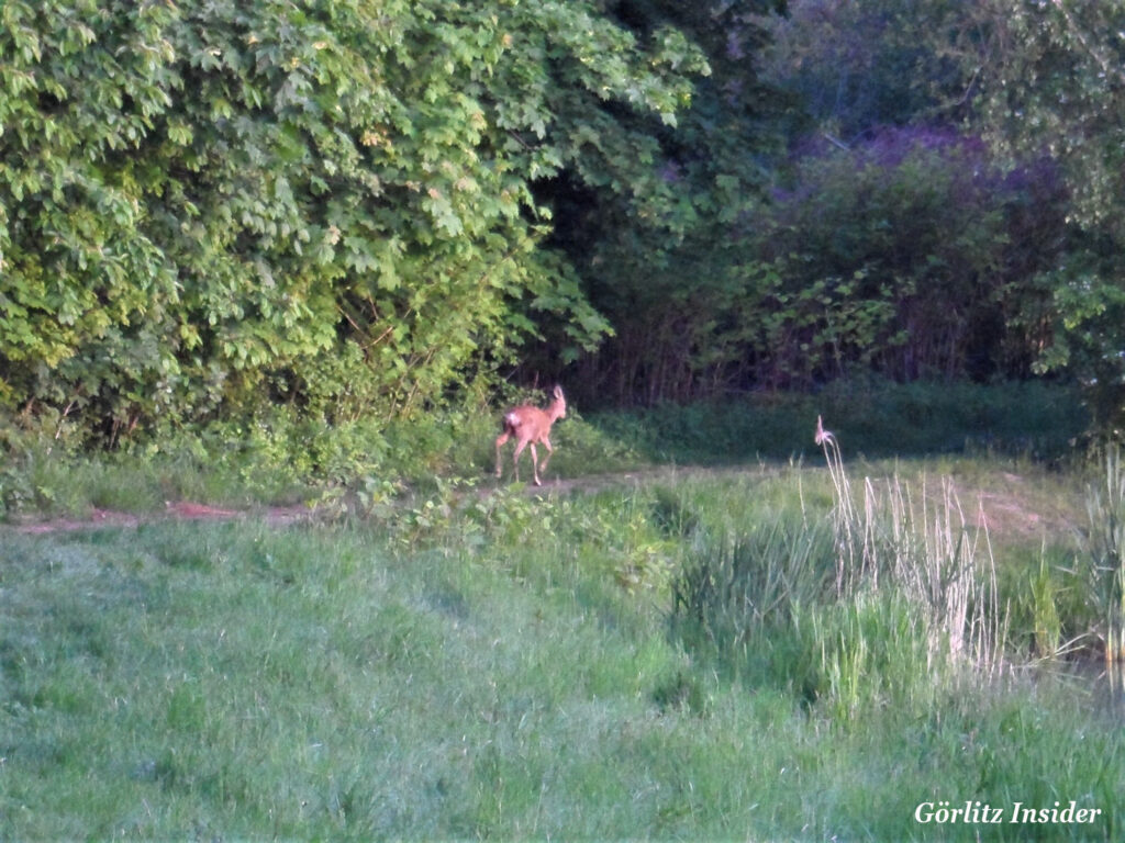 Rehe im Volksbad Görlitz