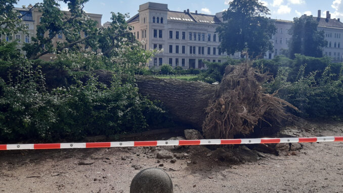 Gewitter 21-6-2026 Bäume Wilhelmsplatz 04